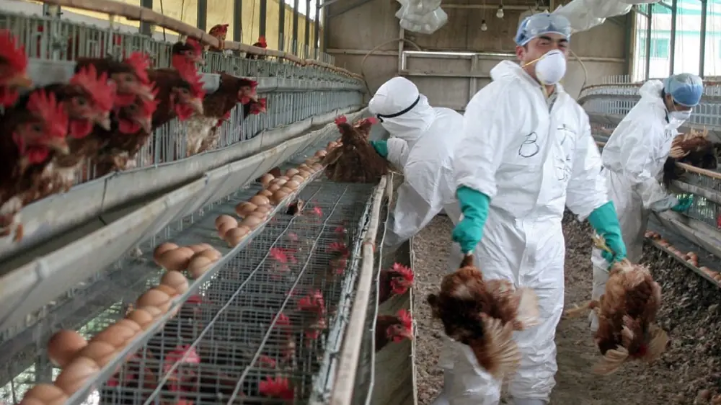 Đức tiêu hủy 130.000 con gà, vịt do dịch cúm gia cầm